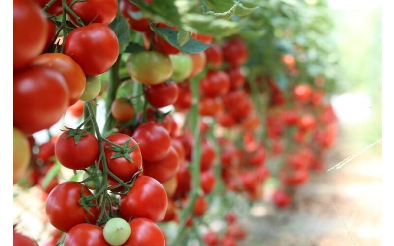 kratant pomidorų krūmus