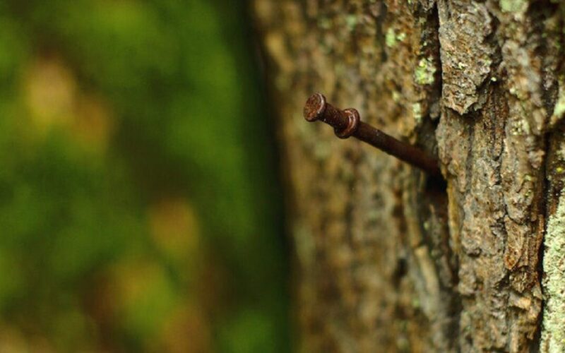 paprasti žievės apsaugos metodai