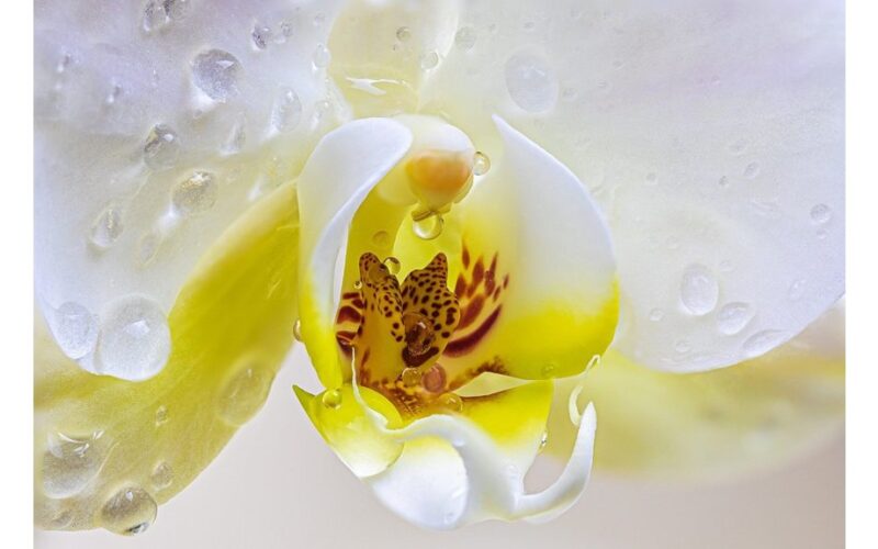 šeši priežastys, kodėl orchidėja nedygsta