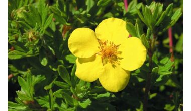 mažas auksinis žydintis krūmas