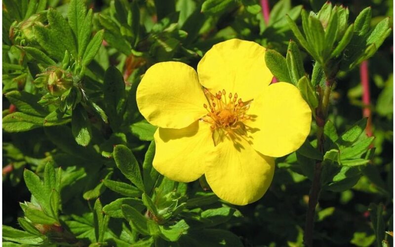 mažas auksinis žydintis krūmas