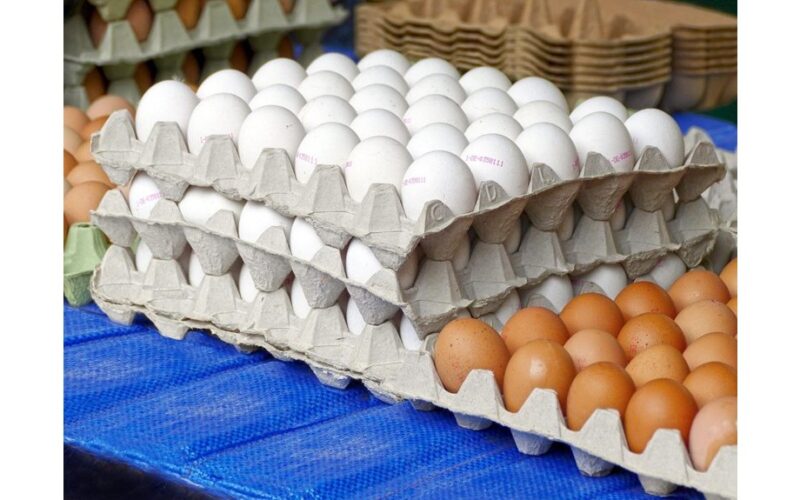 mirkymo kiaušinių dėžučių triukas