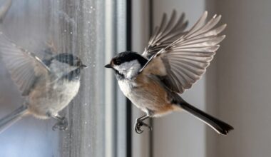žvirblis zylė trenkiasi į langą