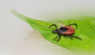 purkšti kiemą, kad sunaikinti erkes