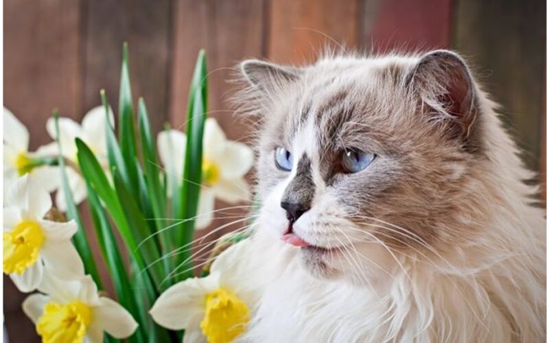 pavasario gėlės nuodija gyvūnus