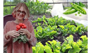 pavasario sodas duoda gausų derlių