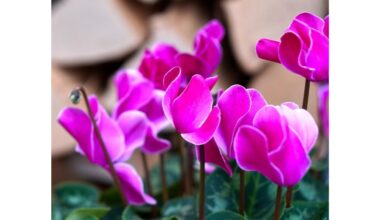 pavasaris žalia vasaros gėlė debesys