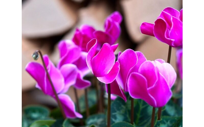 pavasaris žalia vasaros gėlė debesys