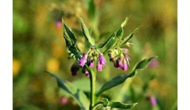 pavasario derlius augalas gydo kaulus