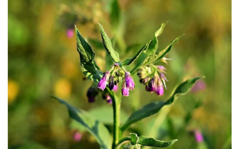 pavasario derlius augalas gydo kaulus