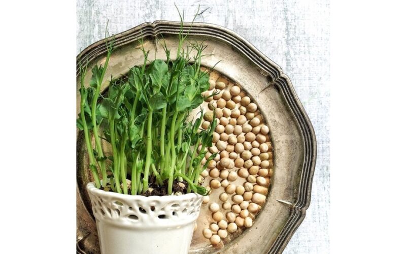 pavasario vitaminai namuose