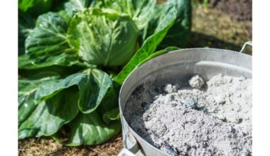 pabarstyti lovas pelenais