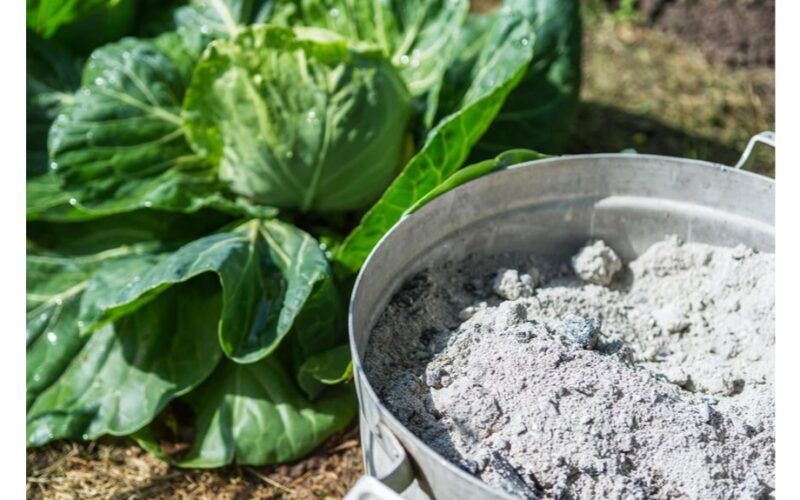 pabarstyti lovas pelenais