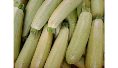 squash kompanioninių augalų auginimo privalumai