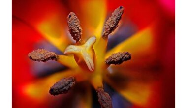 žingsnis po žingsnio olandiškų tulpių auginimas