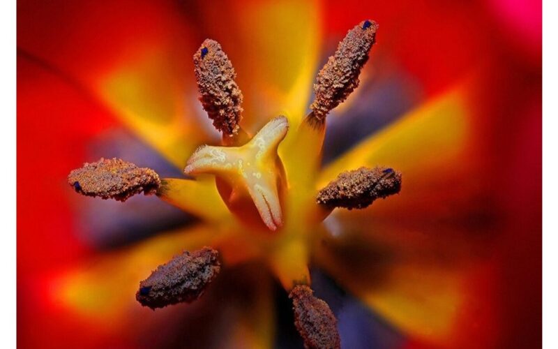 žingsnis po žingsnio olandiškų tulpių auginimas
