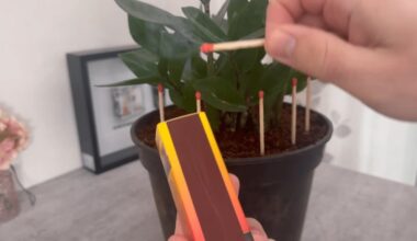 šakelės pražydo lapais