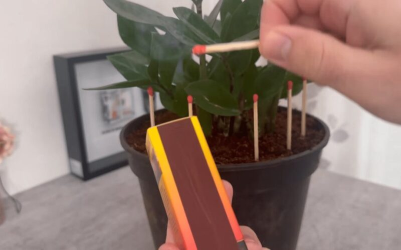 šakelės pražydo lapais