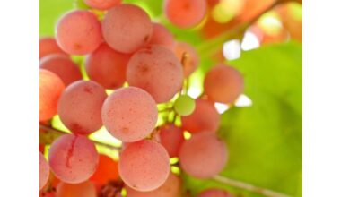 braškių skonio vynuogės delno dydžio kekėmis