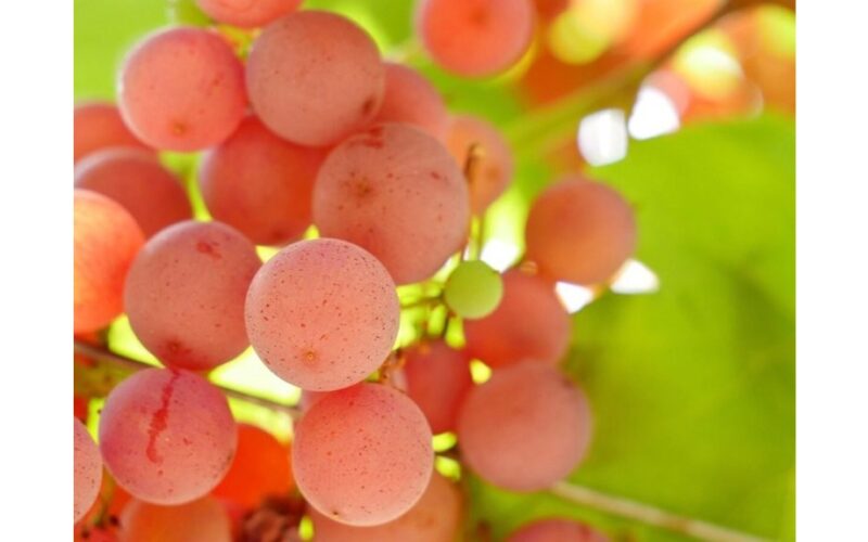 braškių skonio vynuogės delno dydžio kekėmis