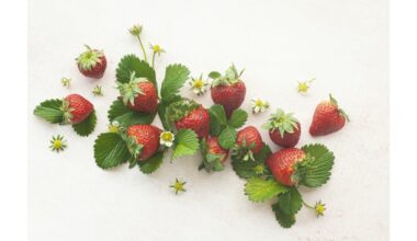 braškių kvapas mažina senėjimą