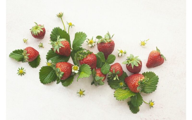 braškių kvapas mažina senėjimą