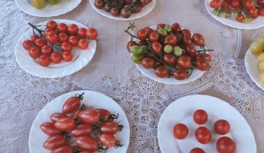 juostuotas vyšninė pomidorų sensacija