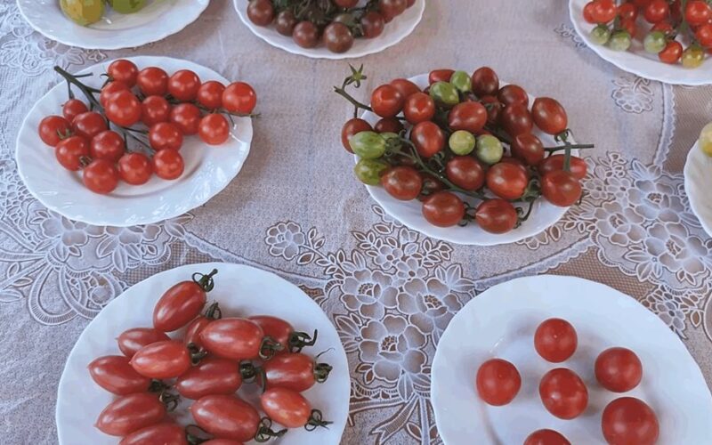 juostuotas vyšninė pomidorų sensacija