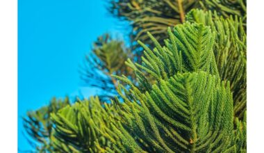 saulę mėgstantys slaptieji spygliuočių patarimai