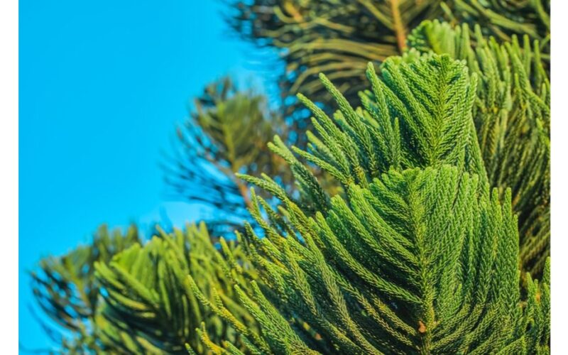 saulę mėgstantys slaptieji spygliuočių patarimai