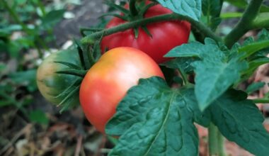 stori šaknys pomidorai persodinti