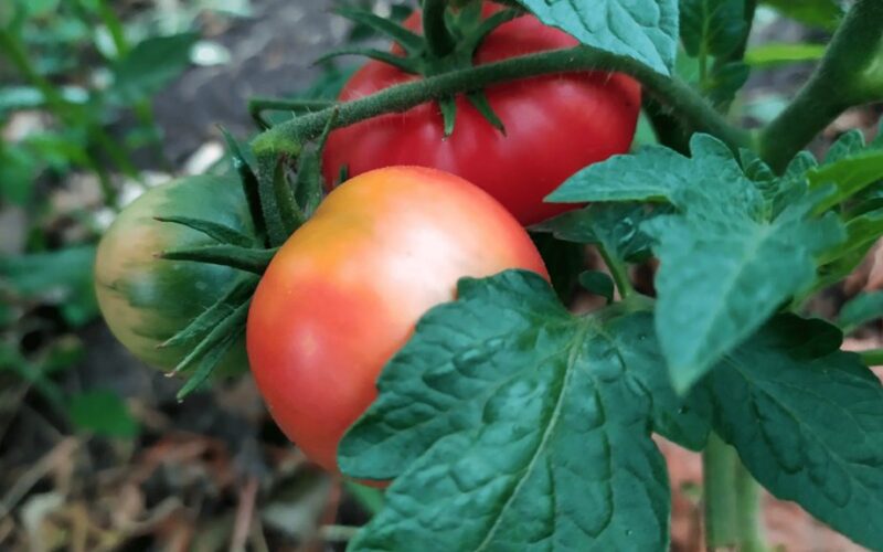 stori šaknys pomidorai persodinti