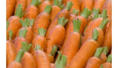 plonas vanduo saldžios šaknys