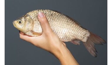 šis žuvis yra nebrangi, maistingomis medžiagomis turtinga