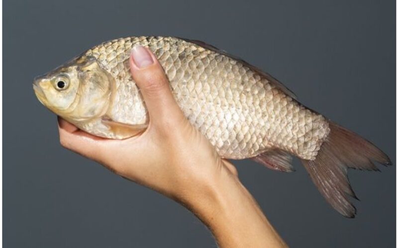 šis žuvis yra nebrangi, maistingomis medžiagomis turtinga