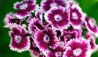 trys retos gvazdikų veislės