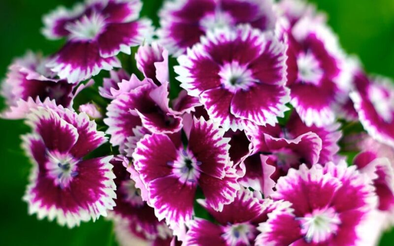 trys retos gvazdikų veislės