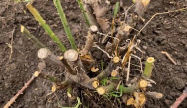 laikas lemia rožės augimą