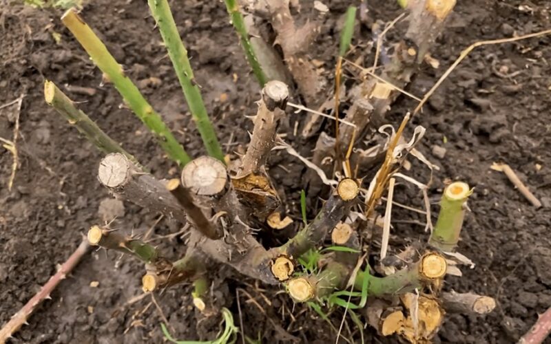 laikas lemia rožės augimą