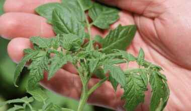 pomidorų viršūnės praturtina dirvą