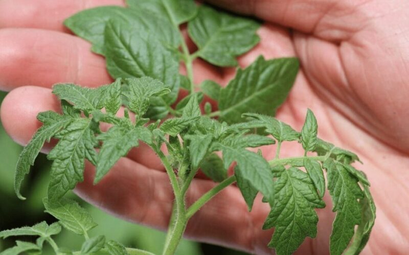 pomidorų viršūnės praturtina dirvą