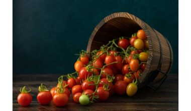 pomidorai bijomi kaip nuodai