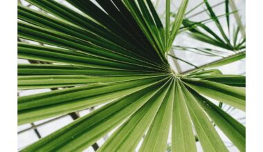 5 geriausi mažai priežiūros reikalaujantys visžaliai augalai