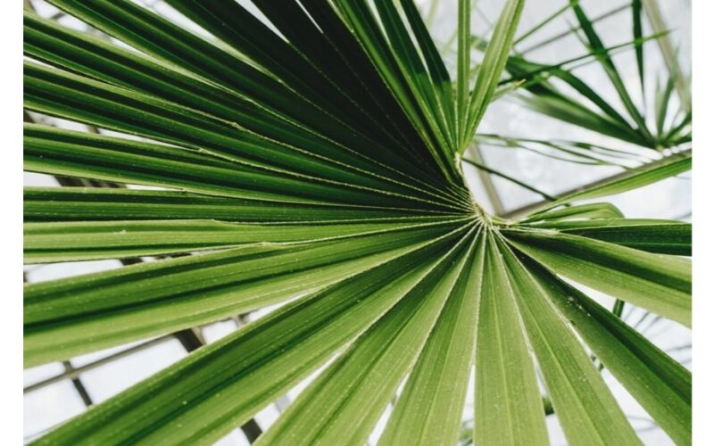 5 geriausi mažai priežiūros reikalaujantys visžaliai augalai