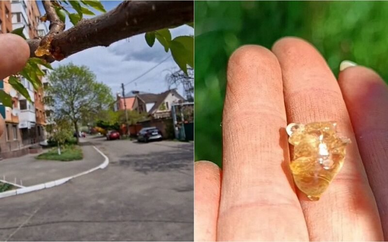 medžio sula kramtomoji guma prisiminimai