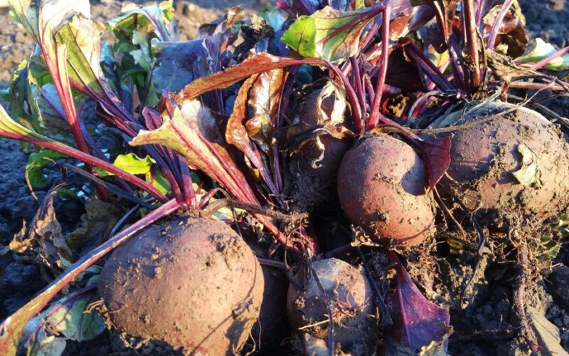 dvi saujos į dirvą