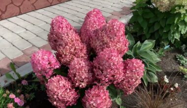 dvipakopiai hortenzijų karūnavimai