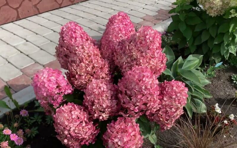 dvipakopiai hortenzijų karūnavimai