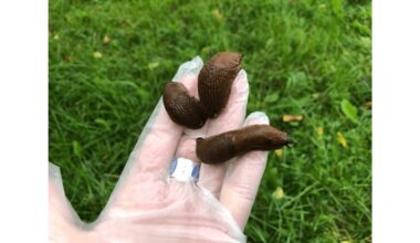 du šaukštai vandens iš čiaupo