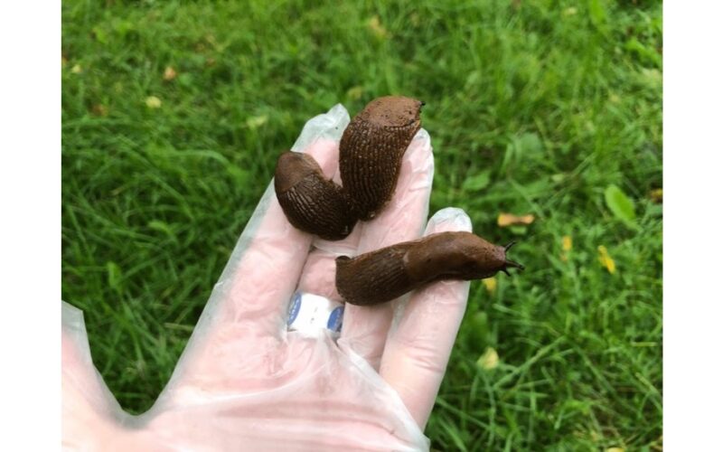 du šaukštai vandens iš čiaupo